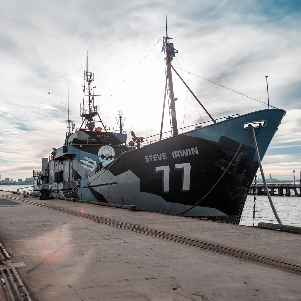 Pregătit din nou de luptă!  (M/V Steve Irwin).